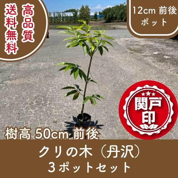 果実 木 植木 盆栽の人気商品 通販 価格比較 価格 Com