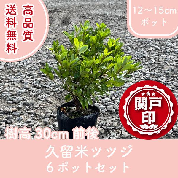 i văccW 12`15cm|bg 7킩1Iׂ 6|bgZbg 30cmO (֓ECE֐EkEMzɌ) r[ēT!