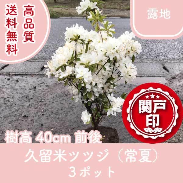 i văccW  In^Cv 3|bg 40cmO (֓ECE֐EkEMzɌ) r[ēT!