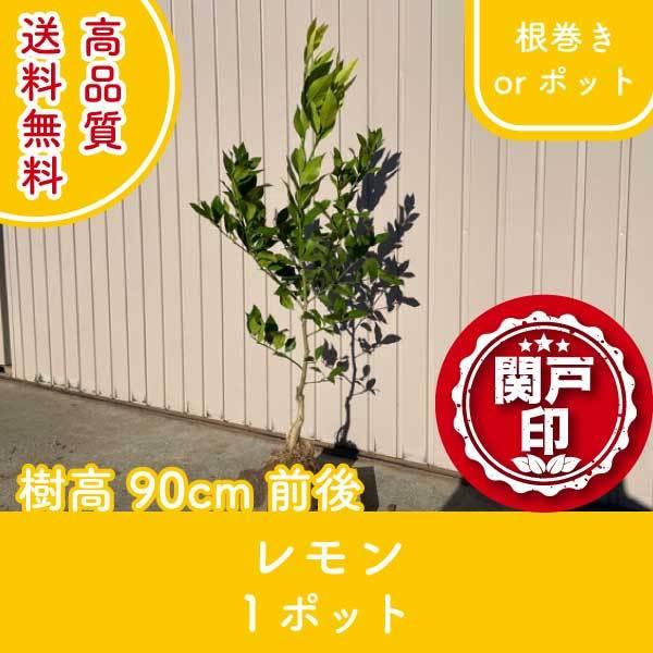 i  or|bg 1|bg 90cmO (֓ECE֐EkEMzɌ) r[ēT