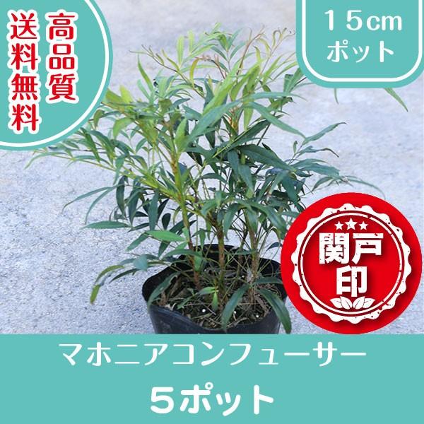 i }zjARt[T[ |bg^Cv 15cm|bg 5|bgZbg (֓ECE֐EkEMzɌ) r[ēT