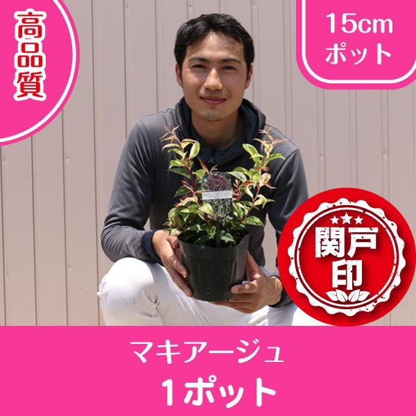 i@Re[@}LA[W@|bg^Cv@15cm|bg@P|bg@r[ēT!!