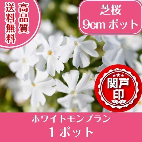 高品質 芝桜 ホワイトモンブラン 9cmポット 1ポット グランドカバー 下草 雑草対策 Mon 1 関戸園芸 通販 Yahoo ショッピング