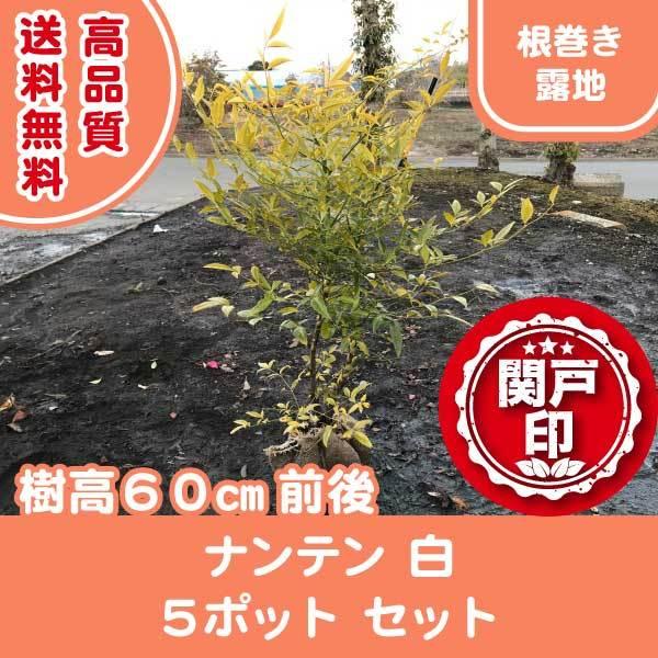 i ie   5|bg Zbg 60cmO (֓ECE֐EkEMzɌ)  r[ēT!   N ]