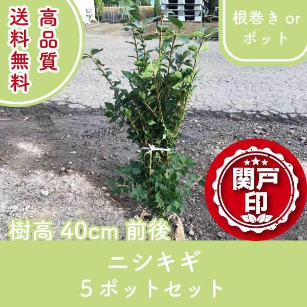 i jVLM і or|bg 5|bgZbg 40cmO (֓ECE֐EkEMzɌ) r[ēT!!   _