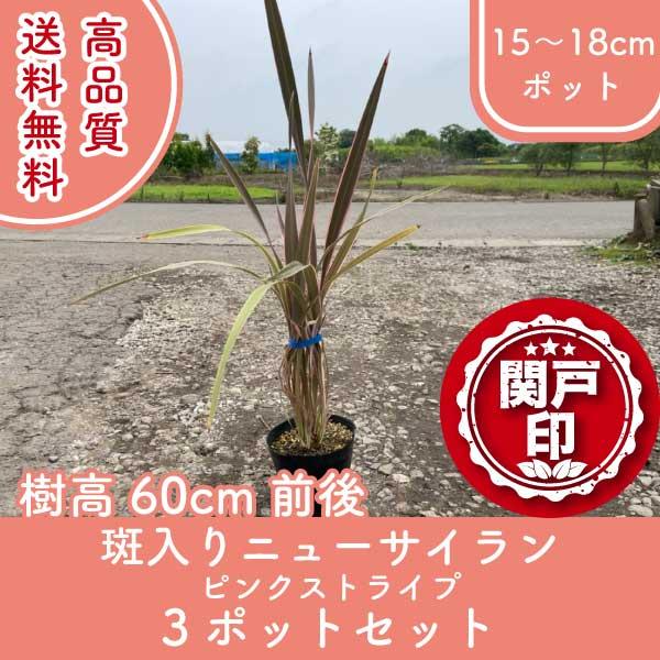 葉のふちにピンク色の斑が入っているため、比較的優しい雰囲気を醸し出します。大きな鉢に寄せ植えをしてもいいですし、地植えをしても他の植物との相性も良く、ナチュラルガーデンの緑やカラフルな花々ともよくマッチします。又、伸びた枝をカットして切り花...