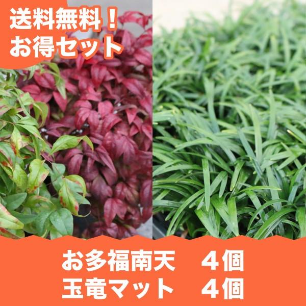 断然お得なグランドカバーセット 玉竜 タマリュウ マットタイプ4枚 お多福南天4個 送料無料 関東 東海 関西 北陸 信越に限り O4 Tm4 関戸園芸 通販 Yahoo ショッピング