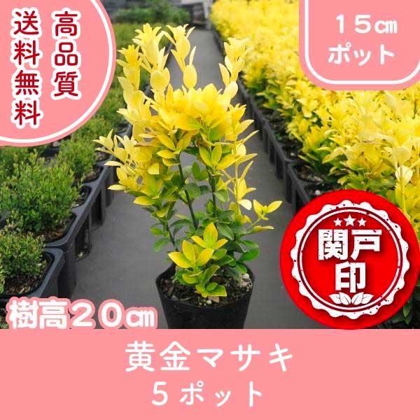 高品質 黄金マサキ オウゴンマサキ ポットタイプ 15cmポット 5 高品質 黄金マサキ オウゴンマサキ ポットタイプ 15cmポット 5