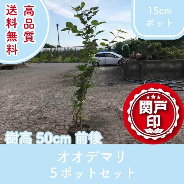 i IIf} 15cm|bg 5|bgZbg 50cmO (֓ECE֐EkEMzɌ) r[ēT!!