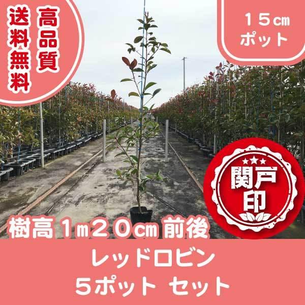 i bhr 5|bg Zbg 120cmO (֓ECE֐EkEMzɌ) r[ēT!