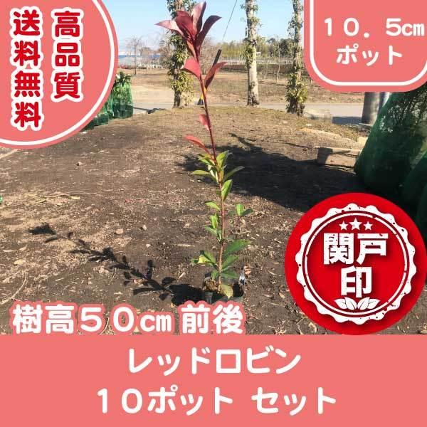 i bhr 10.5cm|bg 10|bgZbg 50cmO _ɍœK (֓ECE֐EkEMzɌ) r[ēT!