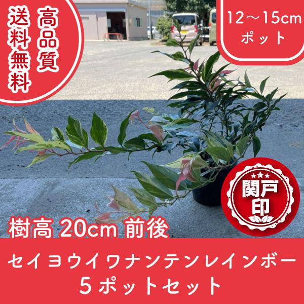 i ZCECie C{[ 12`15cm|bg 5|bg 20cmO (֓ECE֐EkEMzɌ)  r[ēT