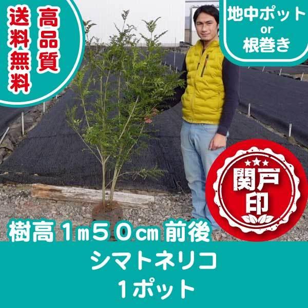 i V}glR  1m50cmO n|bgor  1|bg r[ēT (֓ECE֐EkEMzɌ)