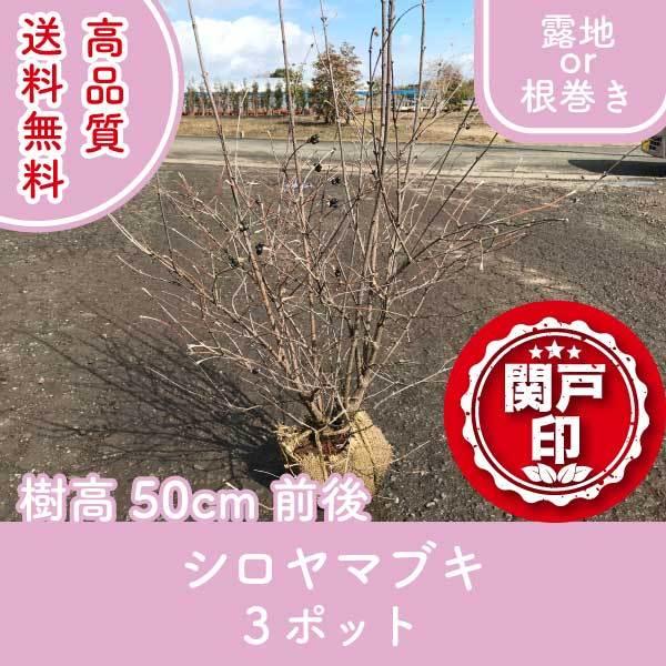 i V}uL In ^Cv 3|bgZbg 50cmO (֓ECE֐EkEMzɌ) r[ēT!