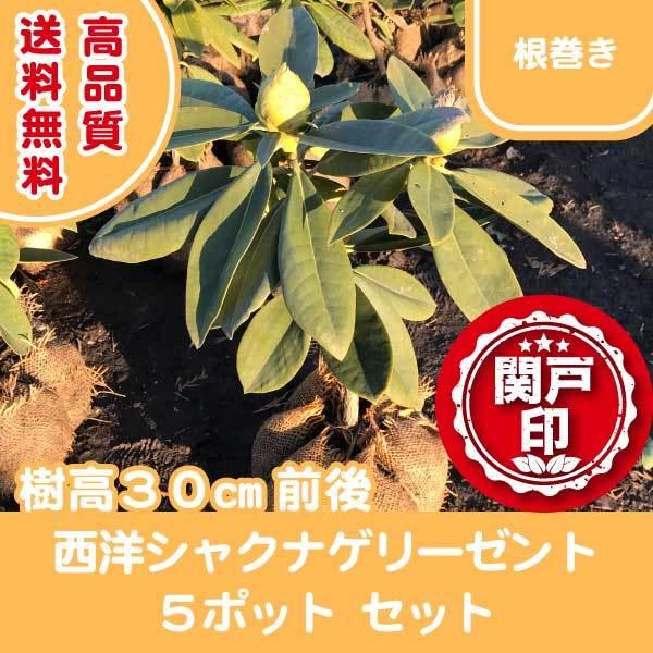 i mVNiQ [[g ^Cv 5|bgZbg 30cmO (֓ECE֐EkEMzɌ) r[ēT!!