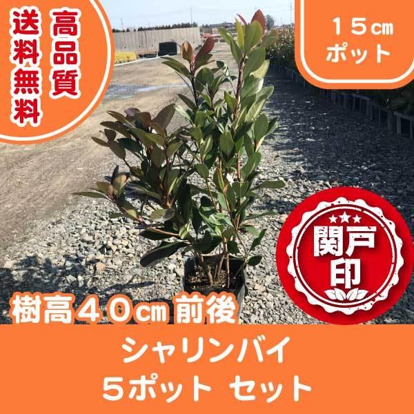 i VoC 15cm|bg 5|bgZbg 40cmO (֓ECE֐EkEMzɌ) r[ēT!   _