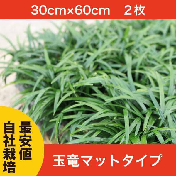 通常販売開始】玉竜(タマリュウ) マットタイプ 2枚セット 自家