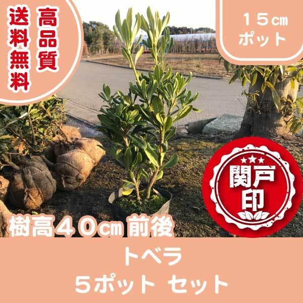 i gx 15cm|bg 5|bgZbg 40cmO (֓ECE֐EkEMzɌ) r[ēT!  _