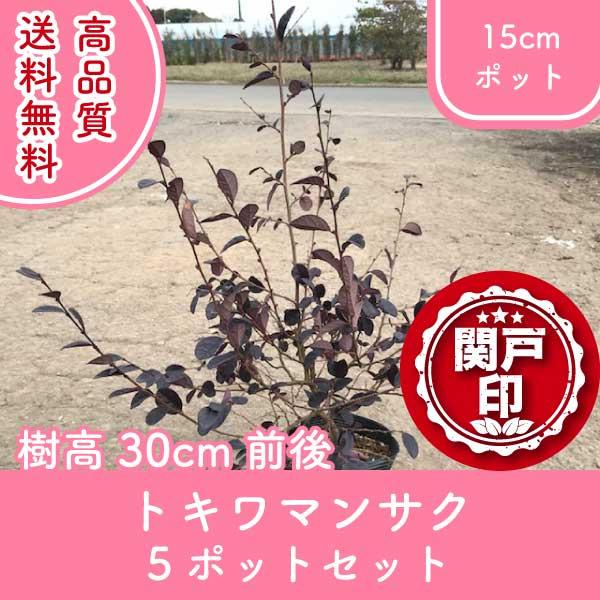 トキワマンサクの通販 価格比較 価格 Com