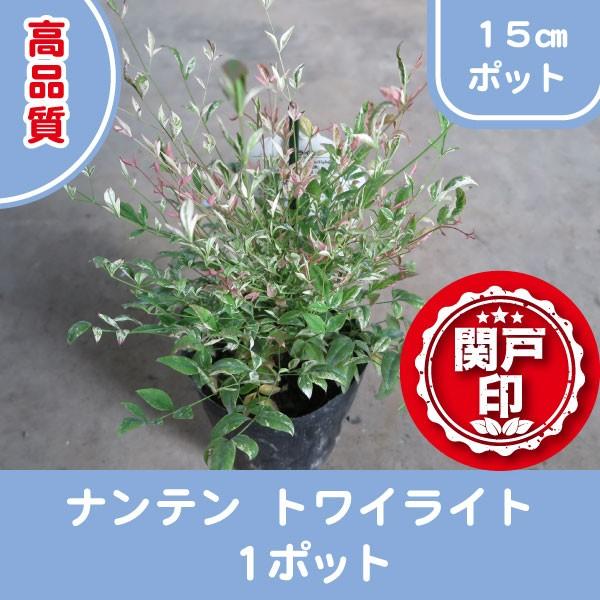 高品質 ナンテン トワイライト 15cmポット 1ポット レビューを書いて特典あり Buyee Servis Zakupok Tretim Licom Buyee Pokupajte Iz Yaponii