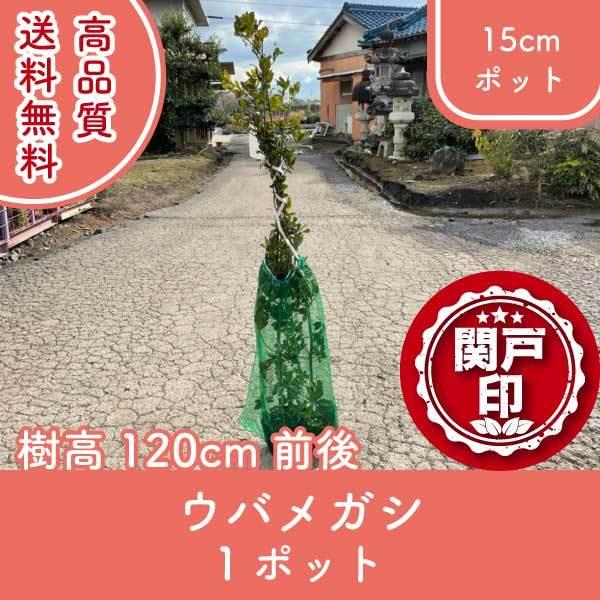 i EoKV |bg^Cv 15cm|bg 1|bg 120cmO (֓ECE֐EkEMzɌ) r[ēT