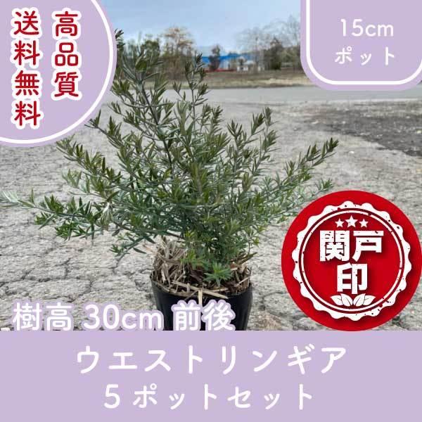 i EGXgMA |bg^Cv 15cm|bg 5|bgZbg 30cmO (֓ECE֐EkEMzɌ) r[ēT!!