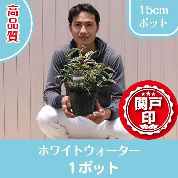 i@Re[@zCgEH[^[@|bg^Cv@15cm|bg@P|bg@r[ēT!!