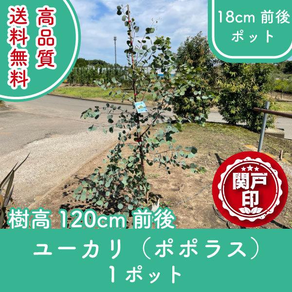 i [J ||X n[gt 18cmO 1|bg 120cmO (֓ECE֐EkEMzɌ) r[ēT!