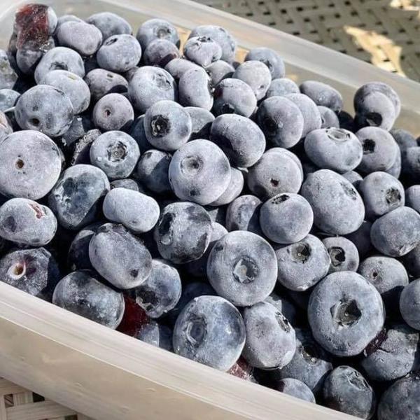 ランキングや新製品 ブルーベリー 冷凍 500g トロピカルマリア blueberries TROPICALMARIA frozen fruit 冷凍果実 チリ 保存袋 www.360panorama.be ランキングや新製品 ブルーベリー 冷凍 500g トロピカルマリア blueberries TROPICALMARIA frozen fruit 冷凍果実 チリ 保存袋 www.360panorama.be