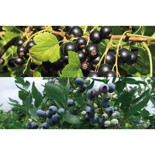 無添加 カシス ブルーベリー デザートソース 詰め合せ ギフト セット 各150g 2本入 北海道 北斗 自然栽培 フルーツ 送料無料 産地直送 ハウレット農園 Buyee 日本代购平台 产品购物网站大全 Buyee一站式代购 Bot Online