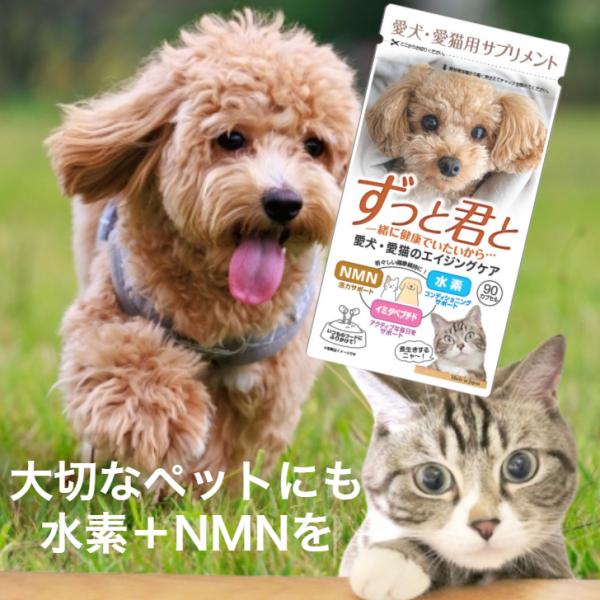 ペット 水素 NMN サプリメント 水素サプリ 水素パウダー ずっと君と 犬 猫 エゴマ パウダー カプセル イミダペプチド 栄養補助 日本製