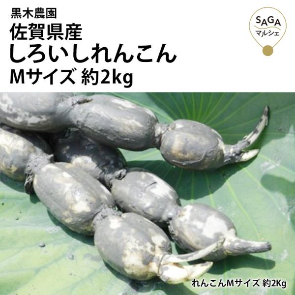 Mサイズ約2Kg、簡易箱での発送なのでご自宅用におすすめ。※芽を落とした状態でのお届けとなります。