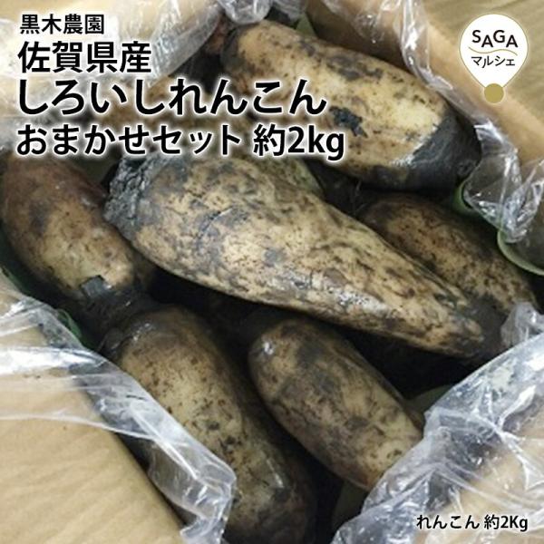 2L〜Sサイズまでサイズ取り混ぜなのでいろんな料理に使えます。名称 黒木農園おまかせセット 約2キロ内容量 約2Kg原材料 れんこん（佐賀県白石町産）※芽を落とした状態でのお届けとなります。注意事項 開封後はお早めにお召し上がりください。製...