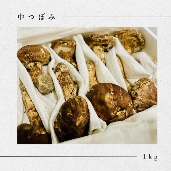 生鮮松茸 【中つぼみ】1kg 2025 中国産 秋の味覚 生松茸 贈り物