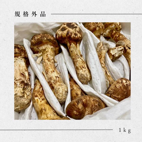 生鮮松茸 【訳あり】1kg 2025 中国産 秋の味覚 生松茸 お買い得