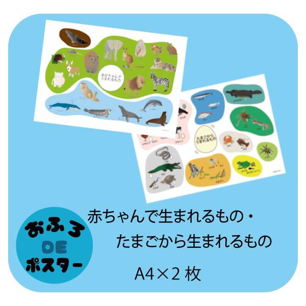 おふろdeポスター 卵で生まれるもの 赤ちゃんで生まれるもの 16bp Babyegg Sai ヤフー店 通販 Yahoo ショッピング