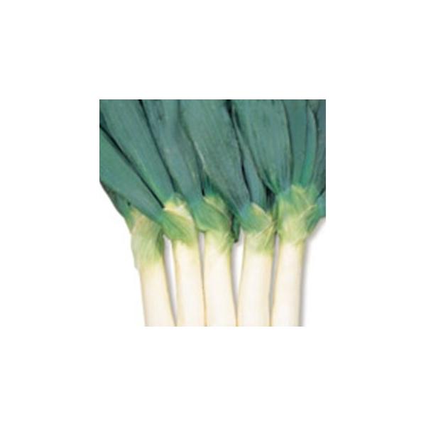 lM̎ lM̎ 鉺mc 珬 ( ؂̎ )