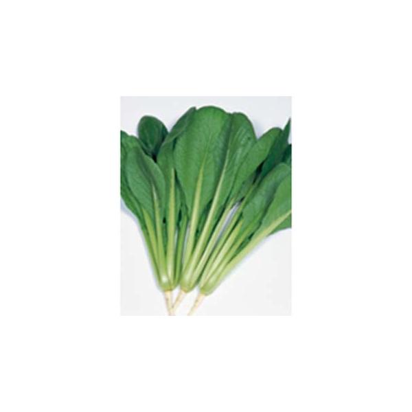 ؂̎ Ȃނ 20ml ( ؂̎ )