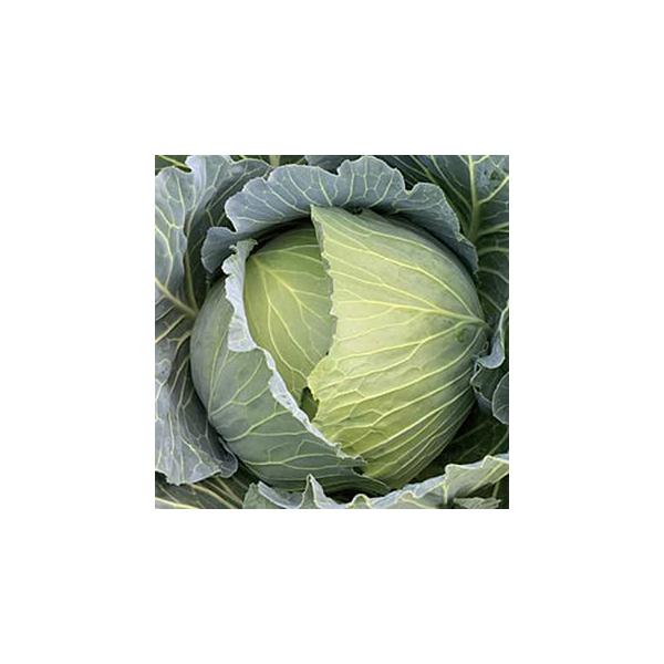 キャベツの種 晩抽冬982 ペレット5千粒 : 菜園くらぶ Yahoo!店 - 通販