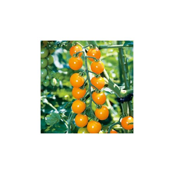 ~jg}g̎ IWʁ@DF (16)