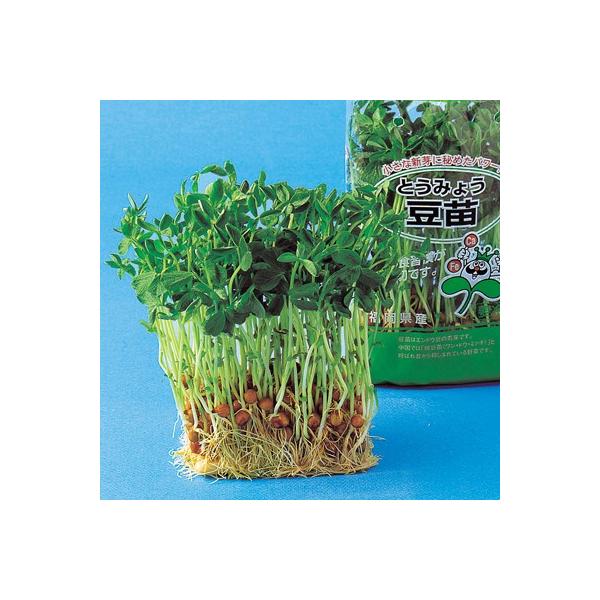 XvEg̎ ciƂ݂傤j 1L ( ؂̎ )