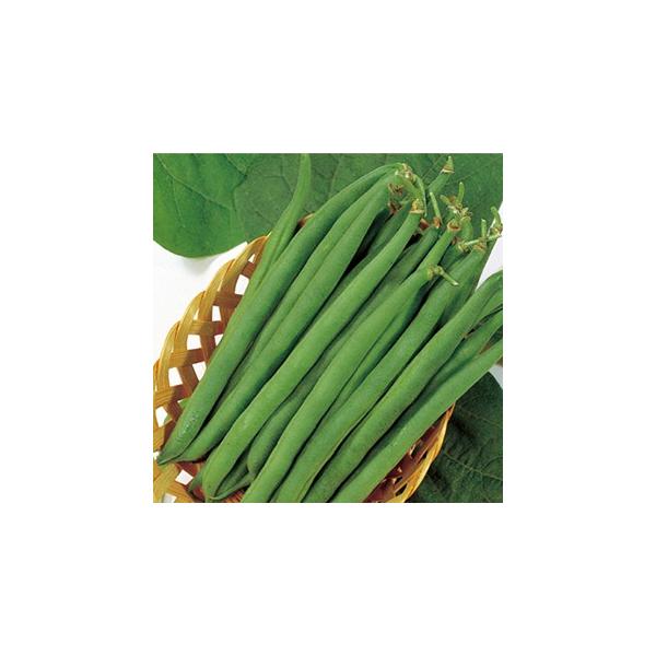 CQ̎  Ȃؓ Z[i  珬 ( ؂̎ )