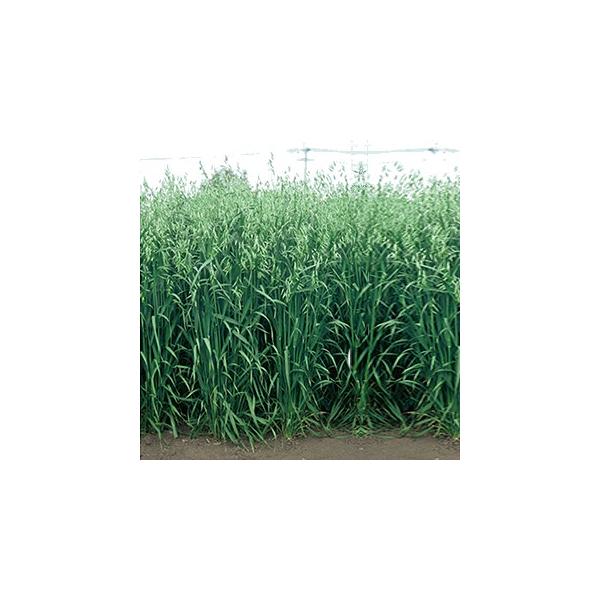 Δ̎ 񔞁@EgneuʓVv 1kg