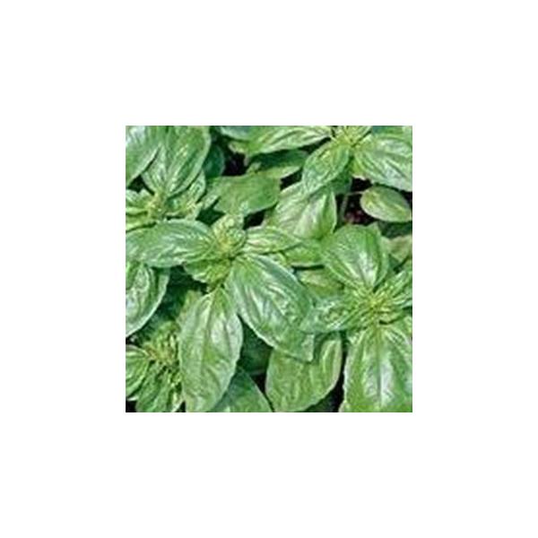 n[u̎ oW 珬 ( ؂̎ )