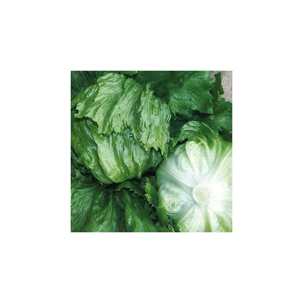 ^X  IAVX ybgL5000 ( ؂̎ )