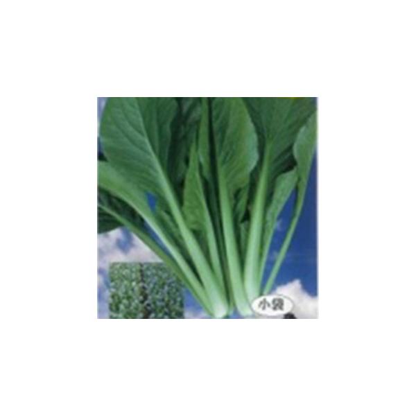 ؂̎ Ă̍bq ܁i10mlj ( ؂̎ )