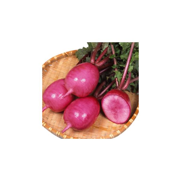 【特長】　●播種後約50日で根長７〜９cm、根径8〜９cm程度になる赤皮のミニ大根。　●根は丸型の形状でよく揃い、外皮色は色ムラの少ない赤色。内部は中心部から赤色に着色します。　●ス入りが遅く在圃性があり、比較的収穫期間の長い品種です。