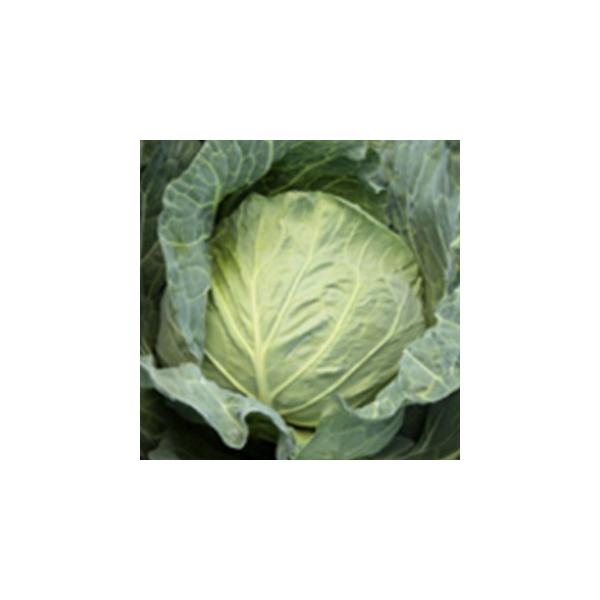 Lxc̎ 邾 ybg5痱 ( ؂̎ )