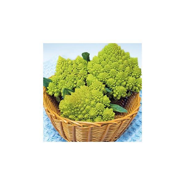 }lXR̎ O[Au  ( ؂̎ )