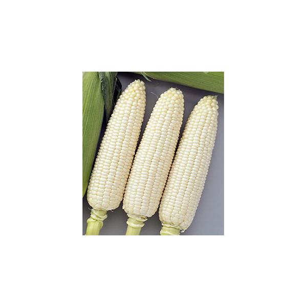 特性85日タイプの中早生種で、草丈は190cm前後。雌穂は皮付き重420g以上の大穂となり、苞皮色は濃緑色で見栄えが良い。大きさの目安：冷涼地5月蒔きマルチ栽培で、皮付き重420g、皮剥穂長20cm、穂径5.4cm、粒列は16〜20列（平均...